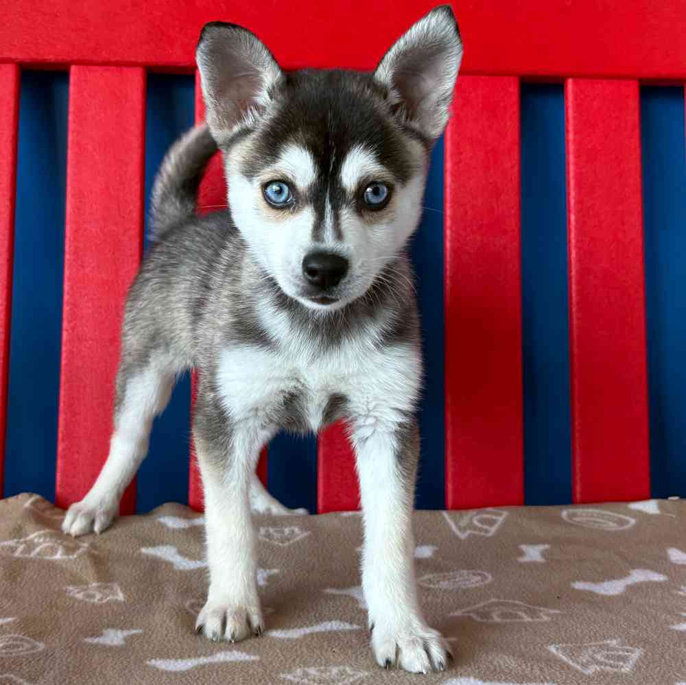 pet-img
