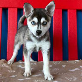 Alaskan Klee Kai