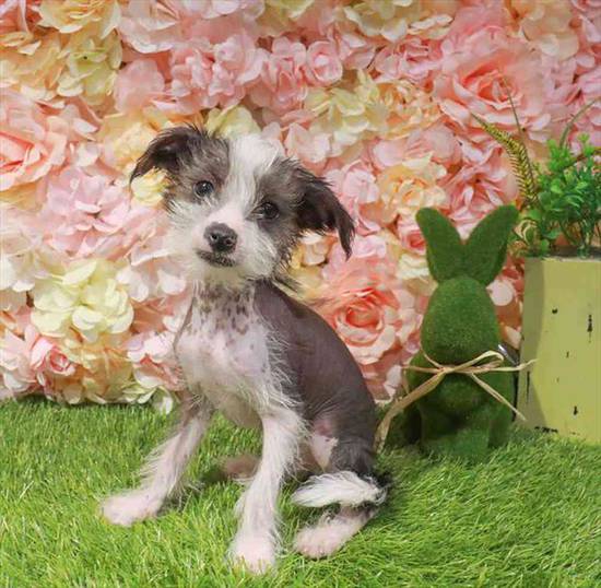Chinese Crested