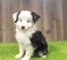 Toy Australian Shepherd