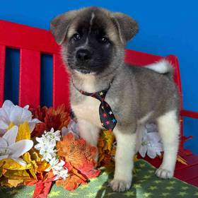 Akita