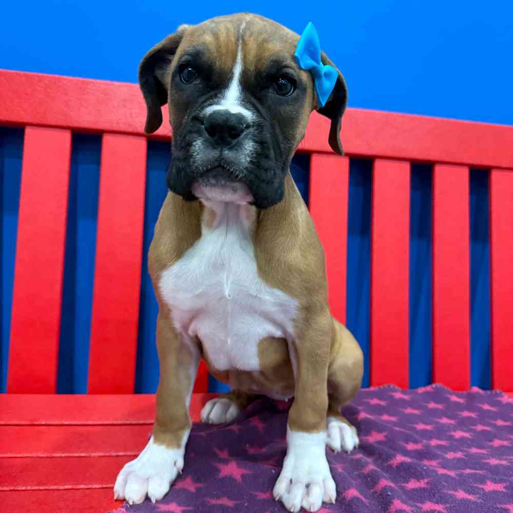 Image of a pet breed in the gallery