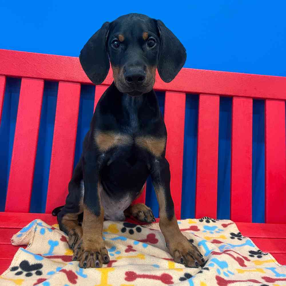 Image of a pet breed in the gallery