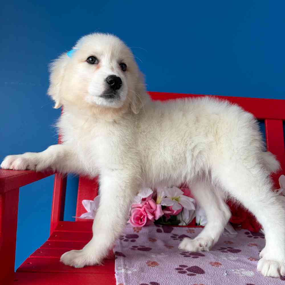 Image of a pet breed in the gallery