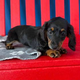 Dachshund