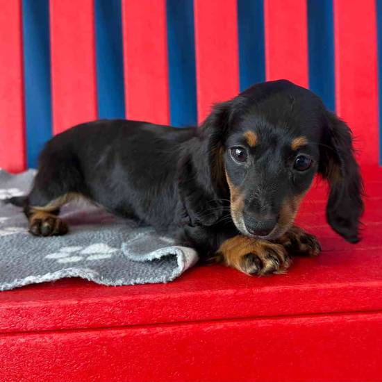 Maybelle