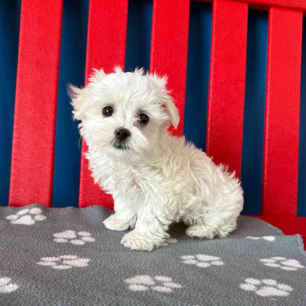 Image of a pet breed in the gallery