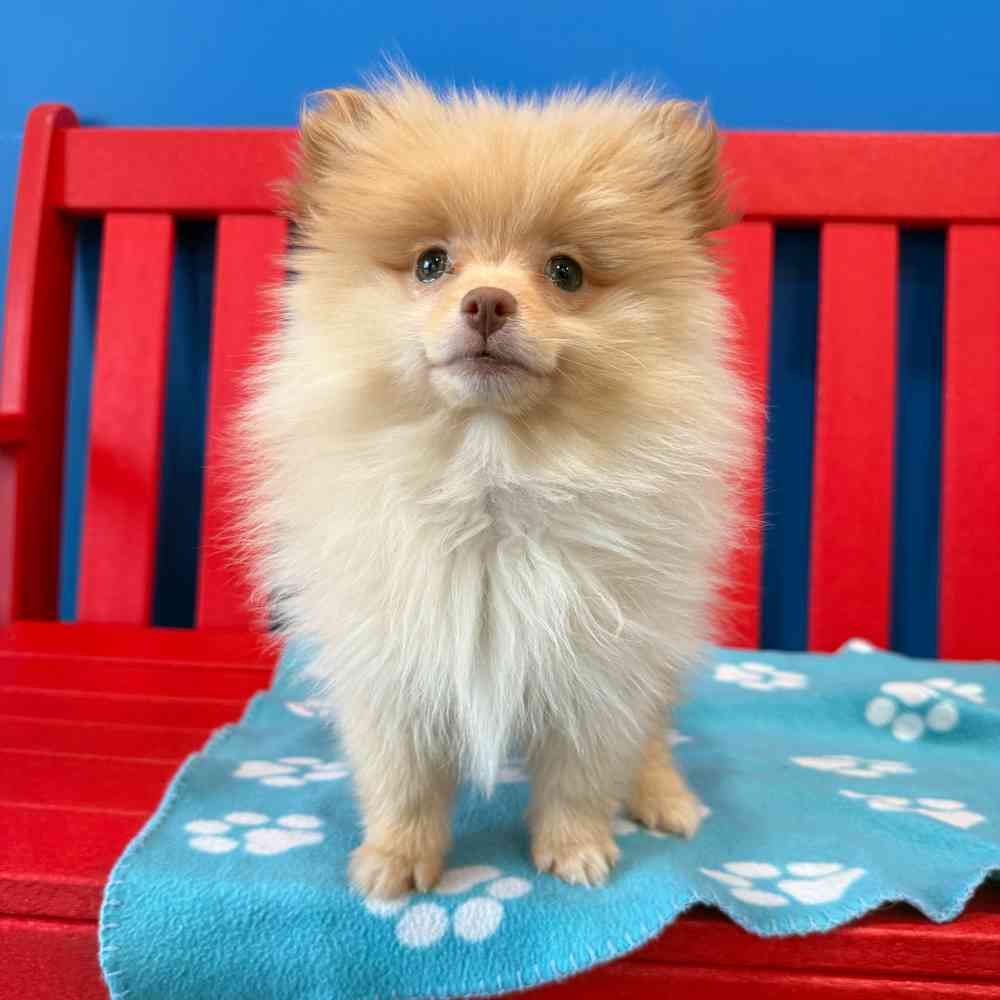 Image of a pet breed in the gallery