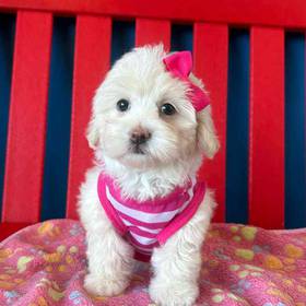 Maltipoo