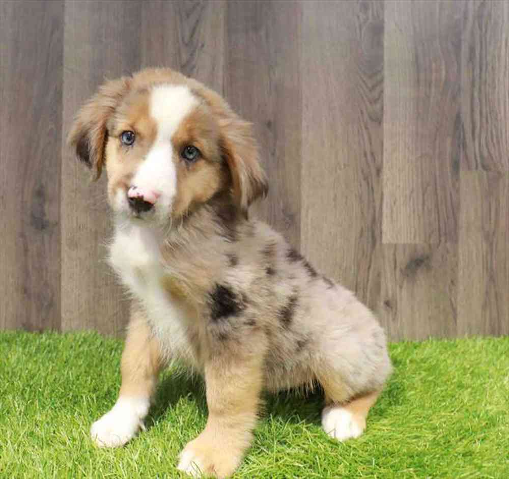 Image of a pet breed in the gallery