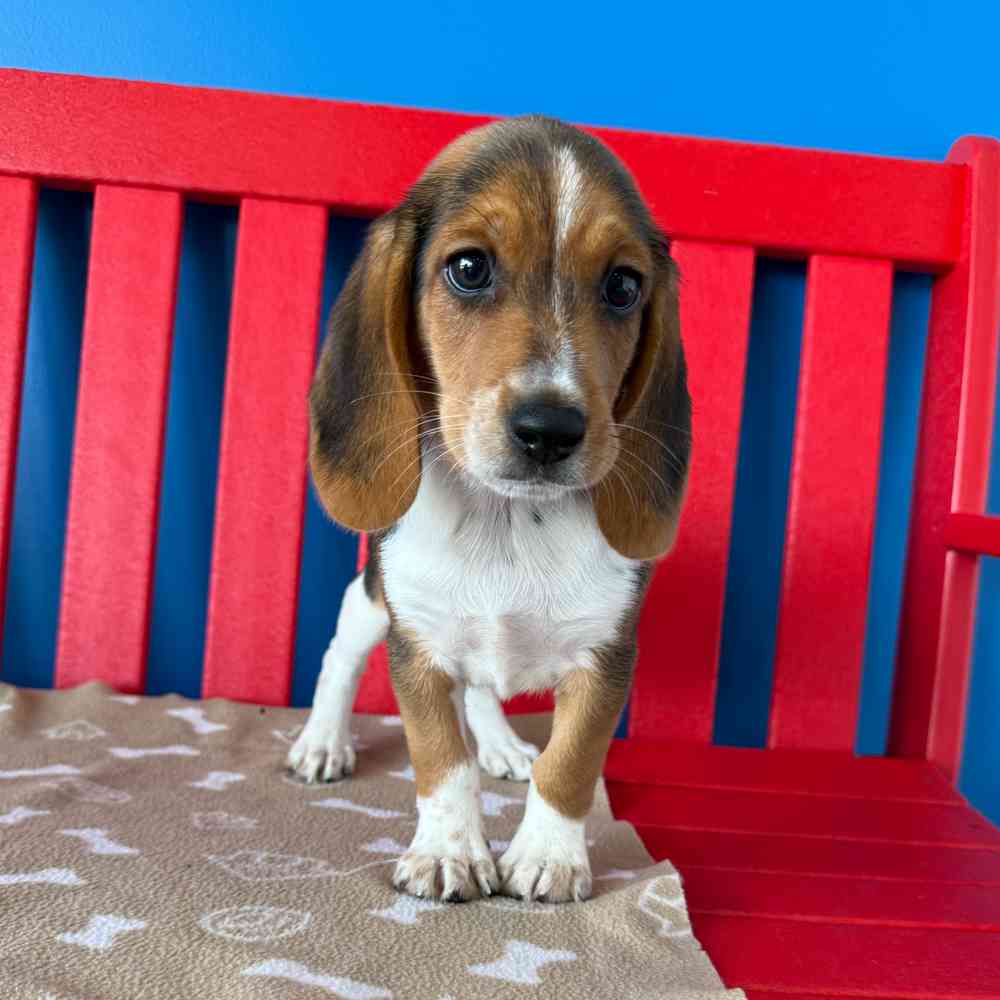 Image of a pet breed in the gallery