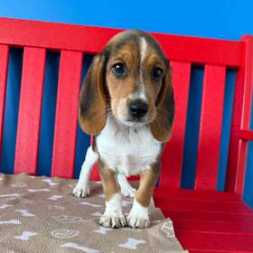 Beagle