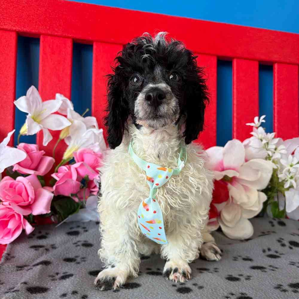 carousel pet images