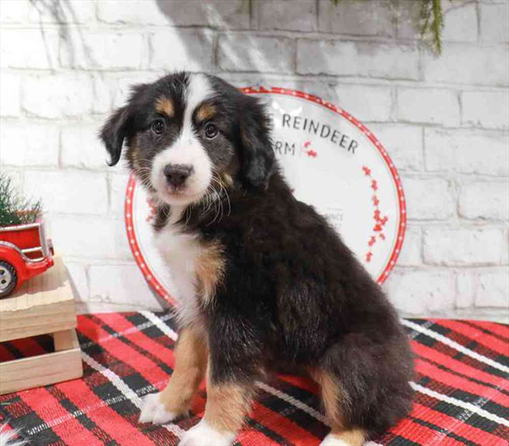 Humor - Female Mini Aussie Puppy for sale in Manchester