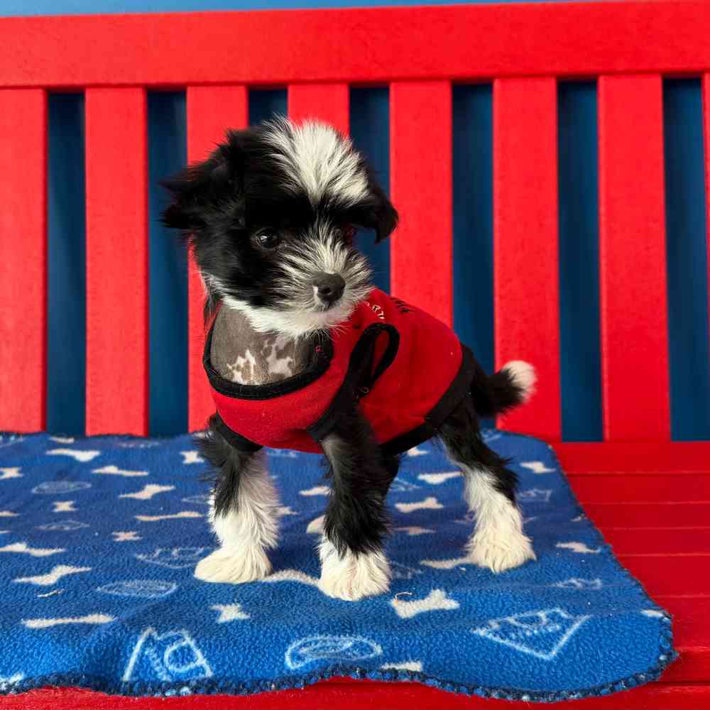 carousel pet images