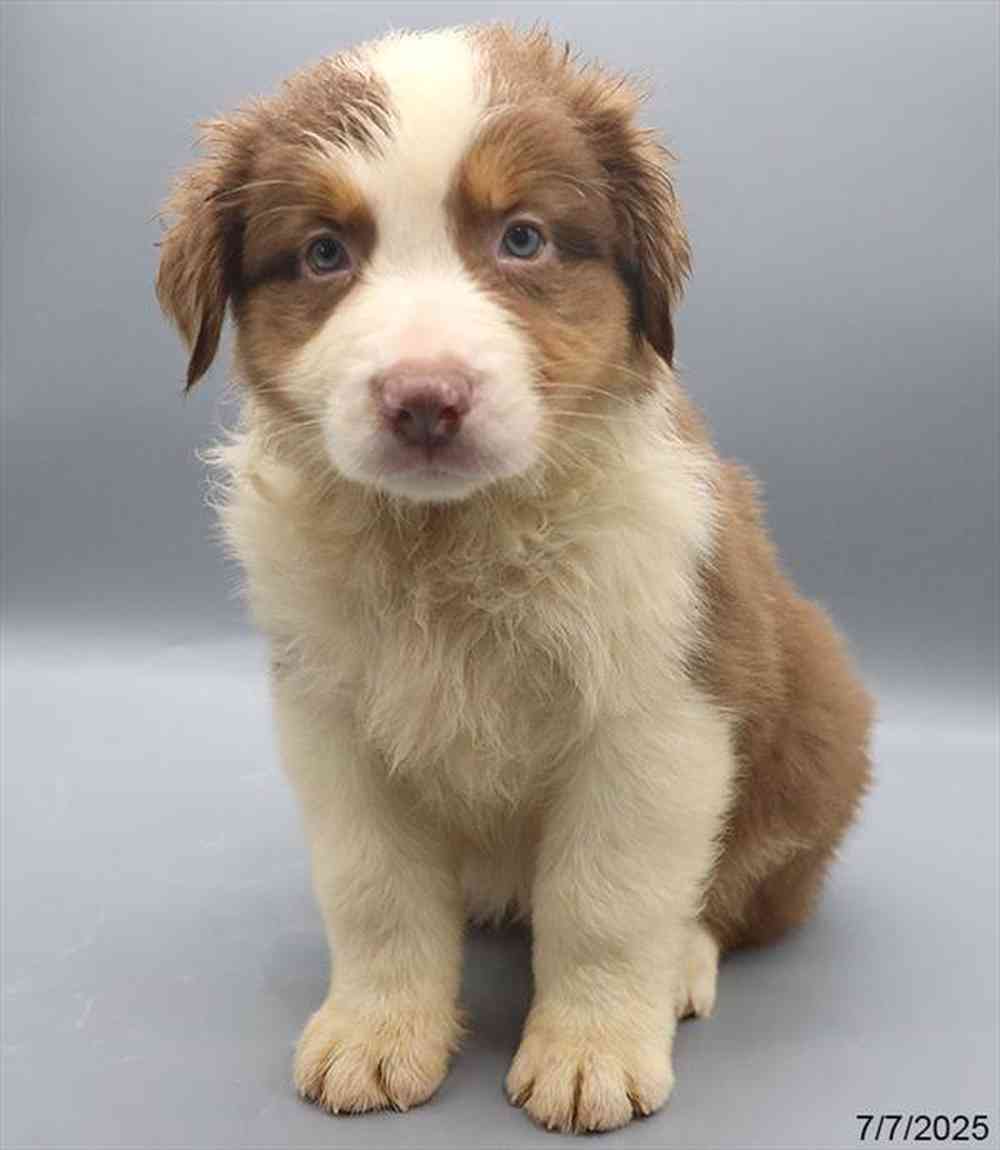 Image of a pet breed in the gallery