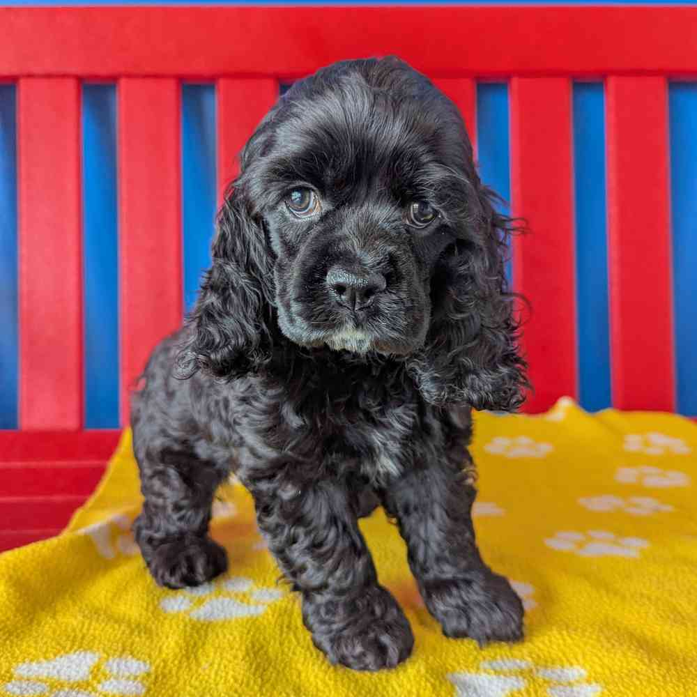 Image of a pet breed in the gallery