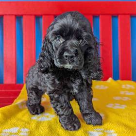 Cocker Spaniel