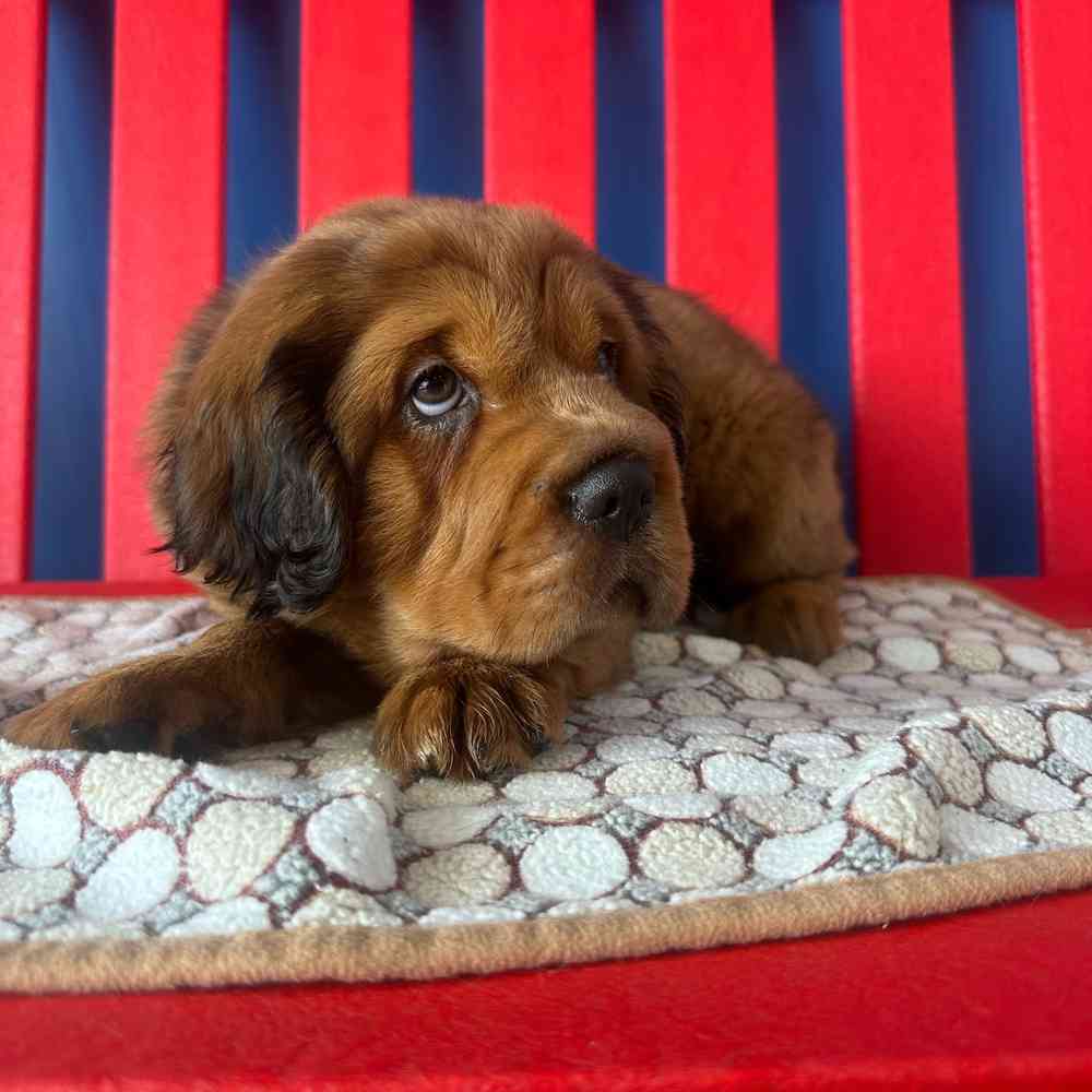 carousel pet images