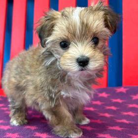 Morkie