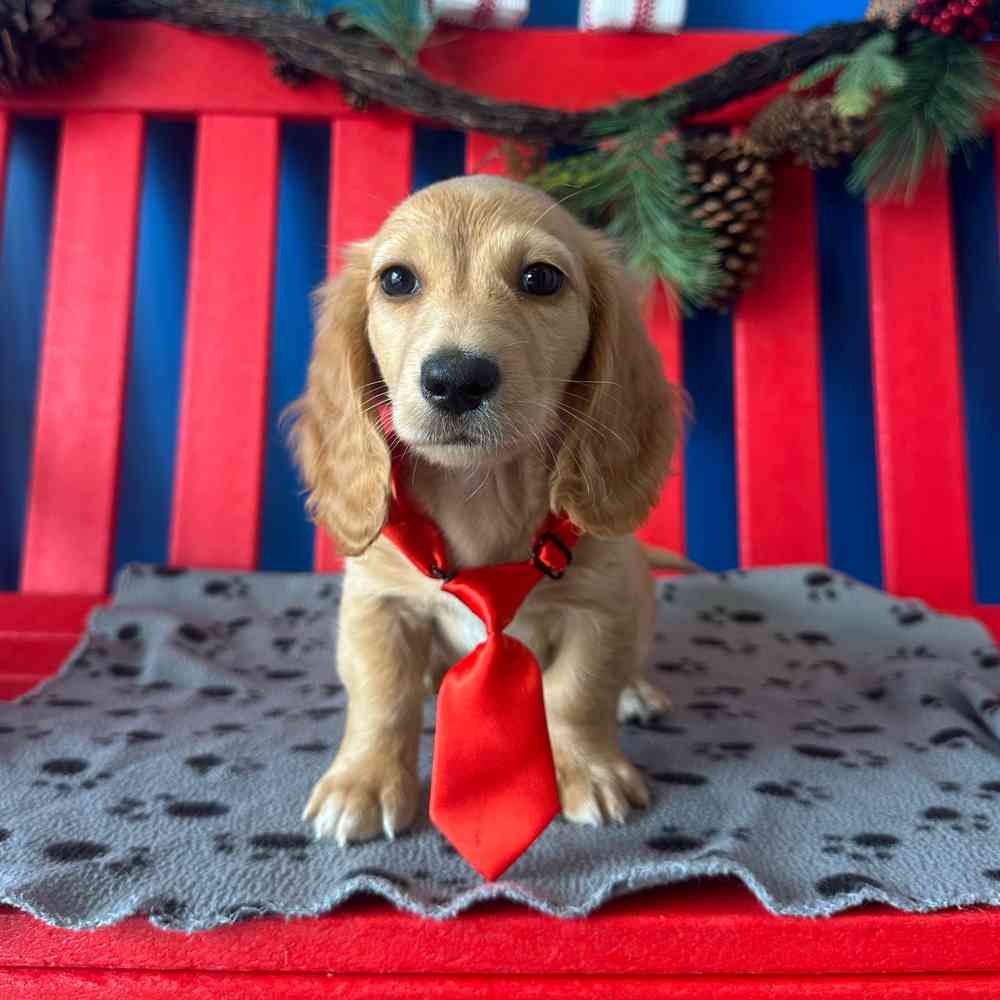 Image of a pet breed in the gallery