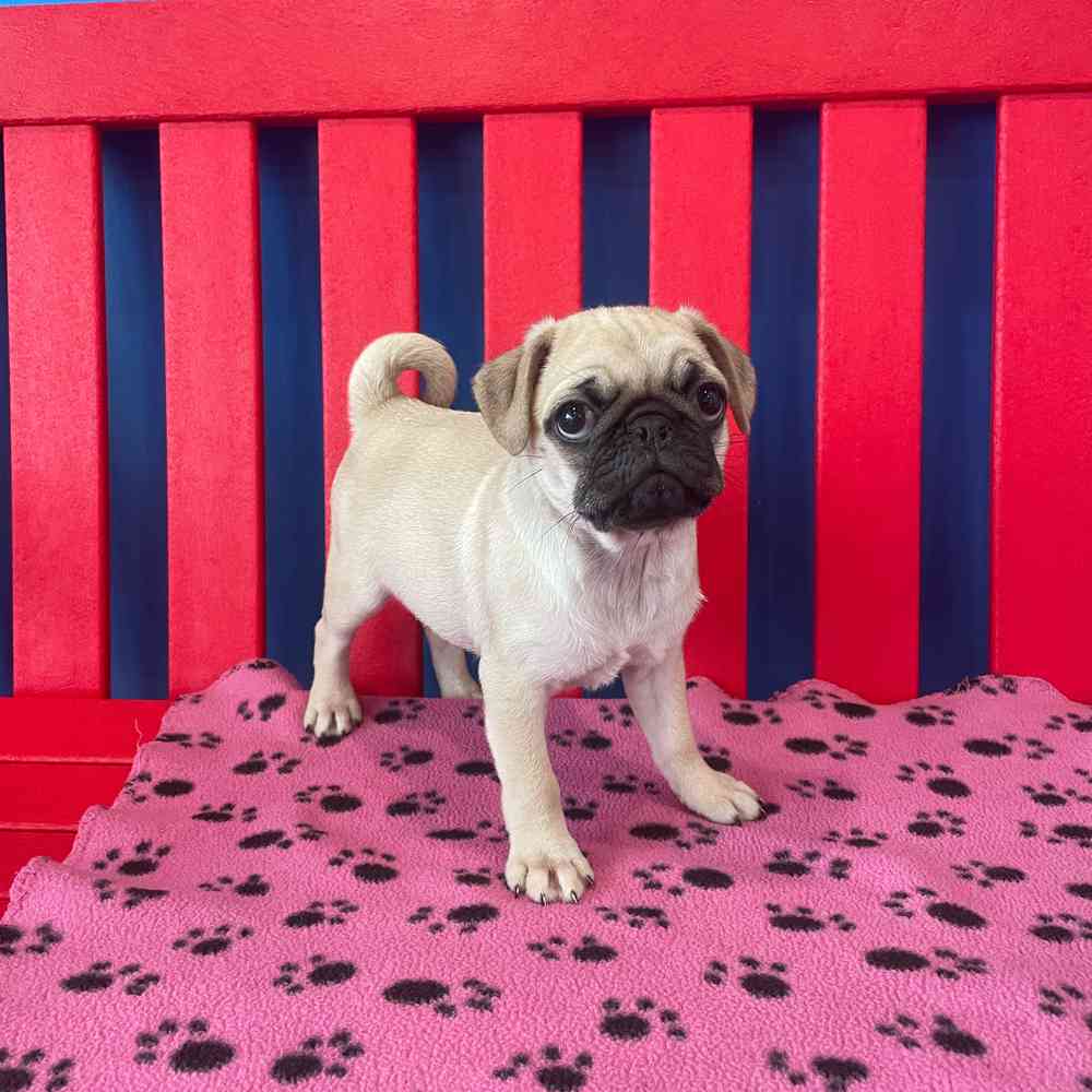 Image of a pet breed in the gallery