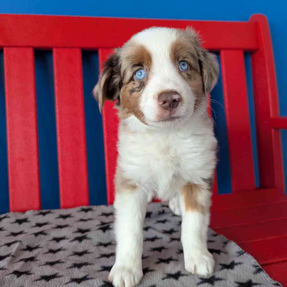 Image of a pet breed in the gallery