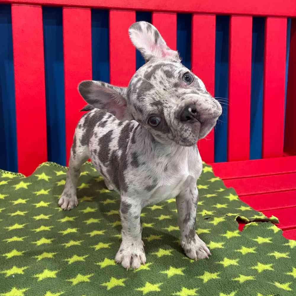 carousel pet images