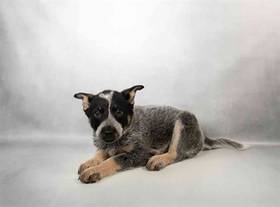 Australian Cattle Dog
