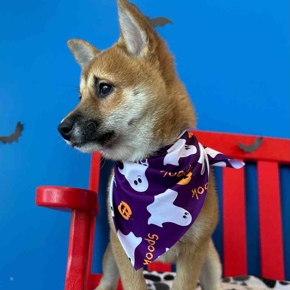carousel pet images