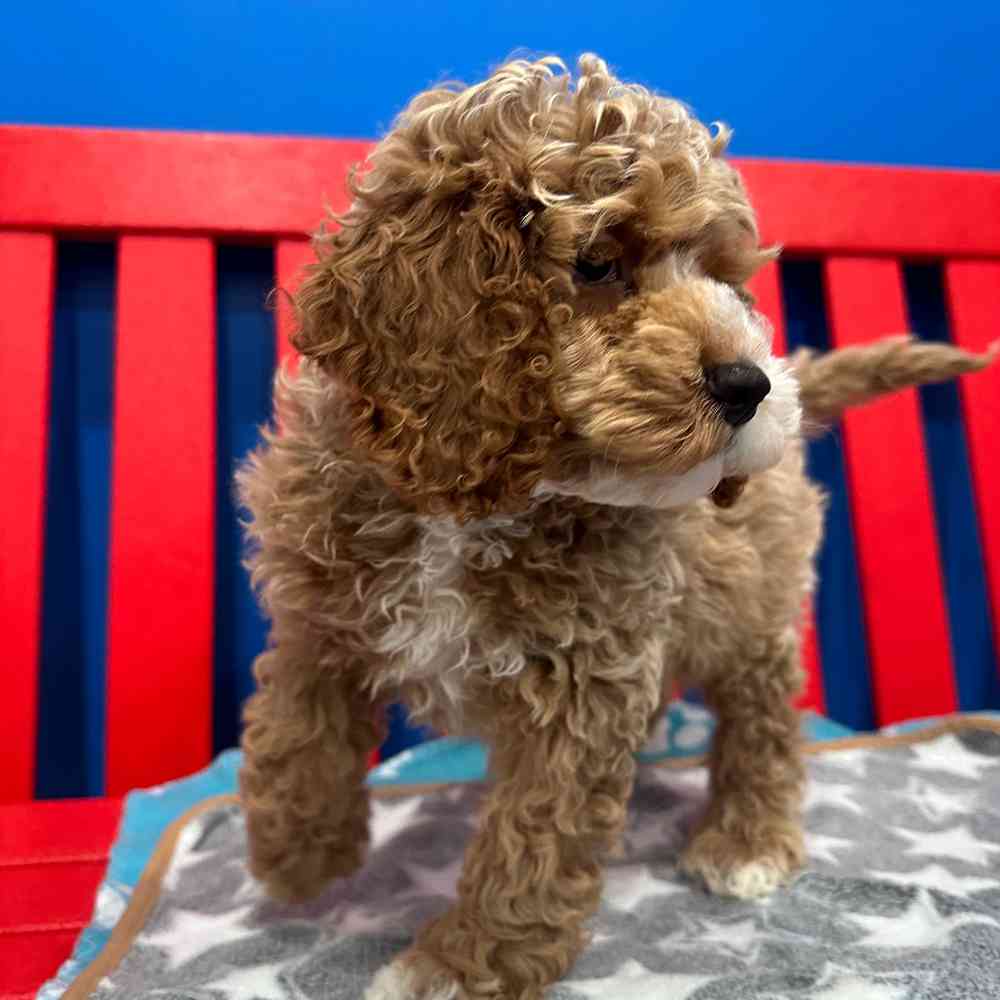carousel pet images