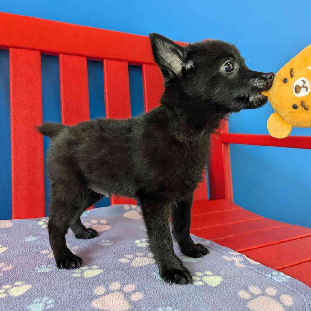 carousel pet images