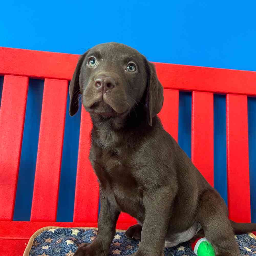 Image of a pet breed in the gallery