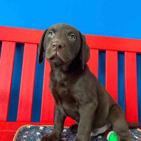 Labrador Retriever