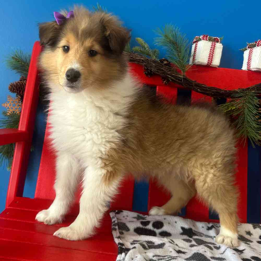 Image of a pet breed in the gallery