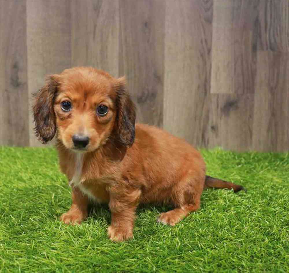 Image of a pet breed in the gallery