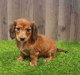 Dachshund