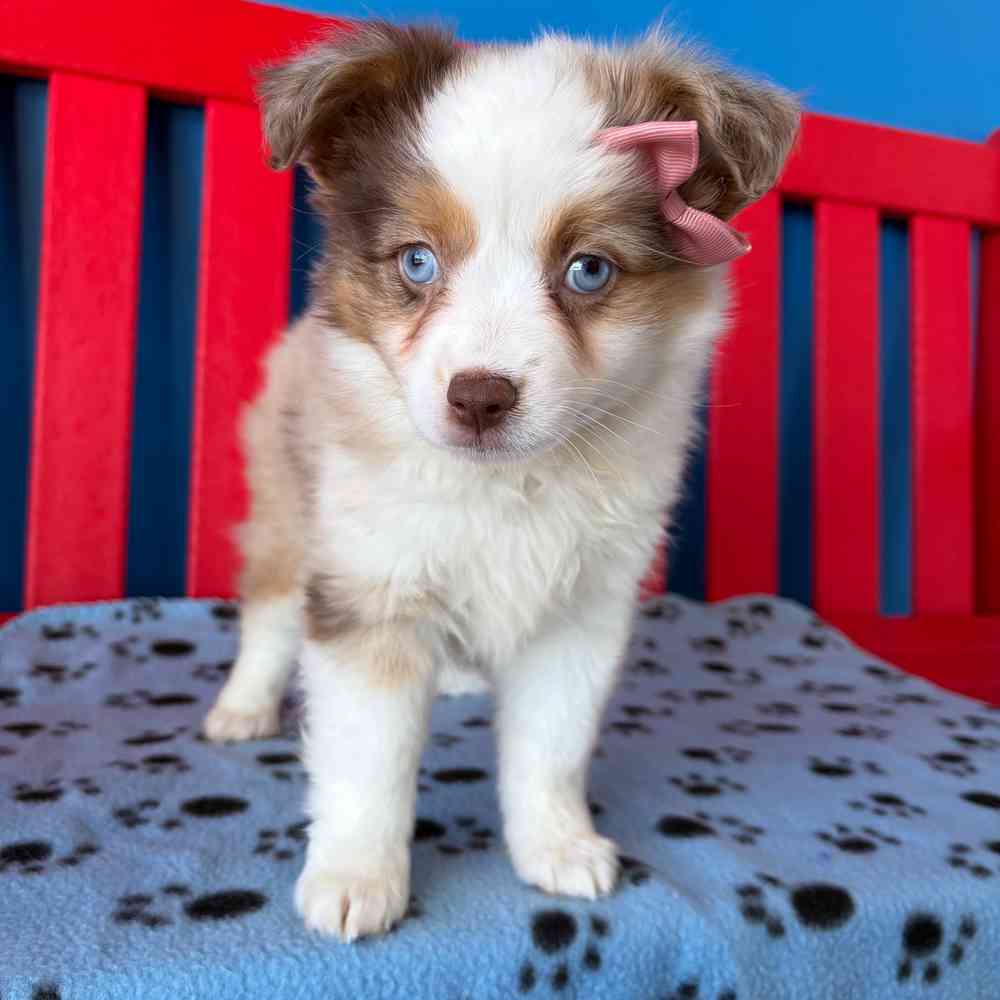 Image of a pet breed in the gallery