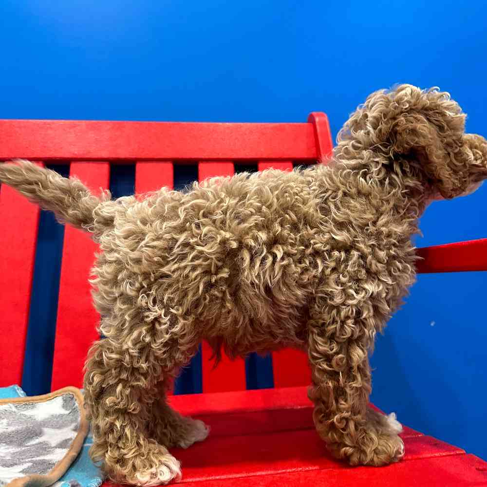 carousel pet images