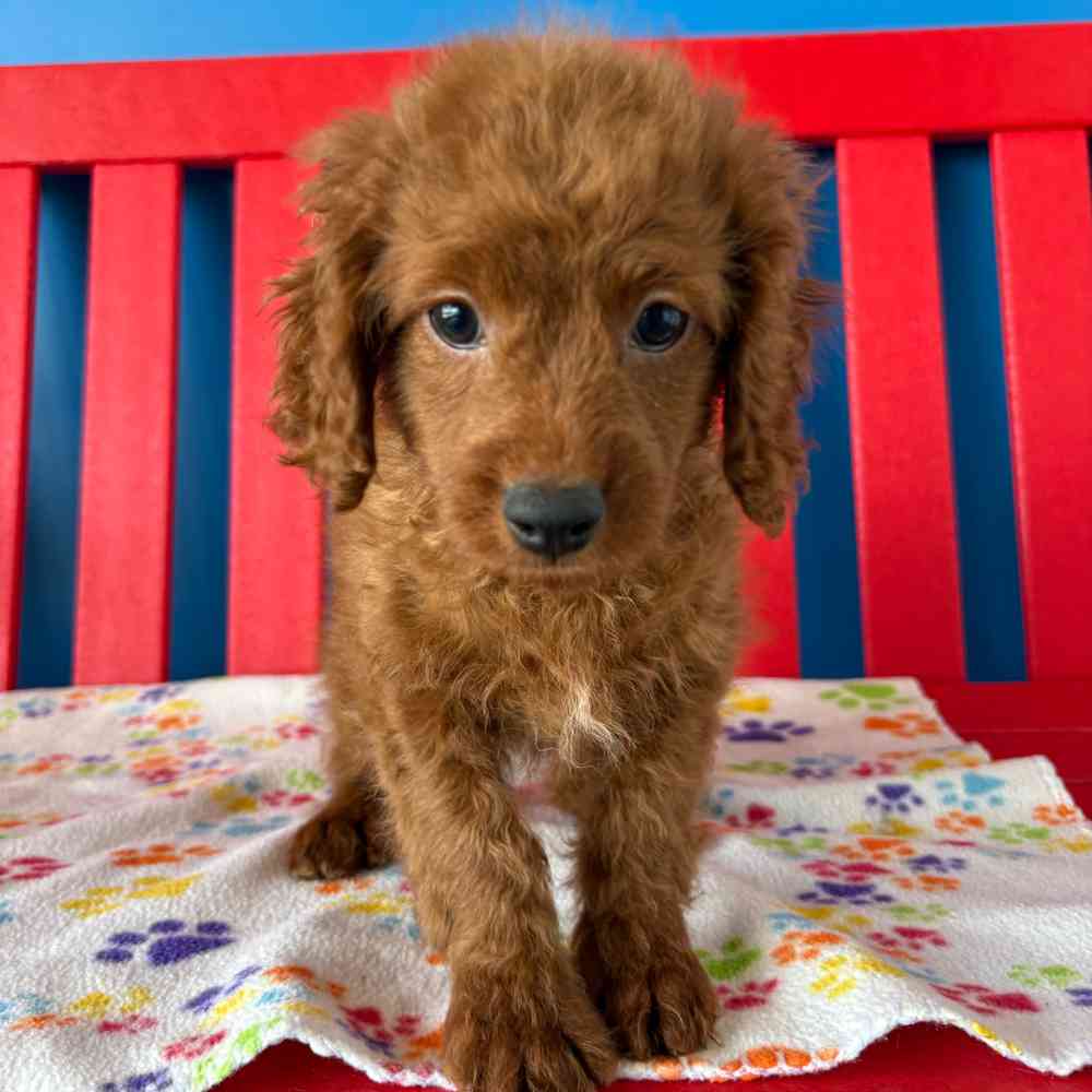 carousel pet images