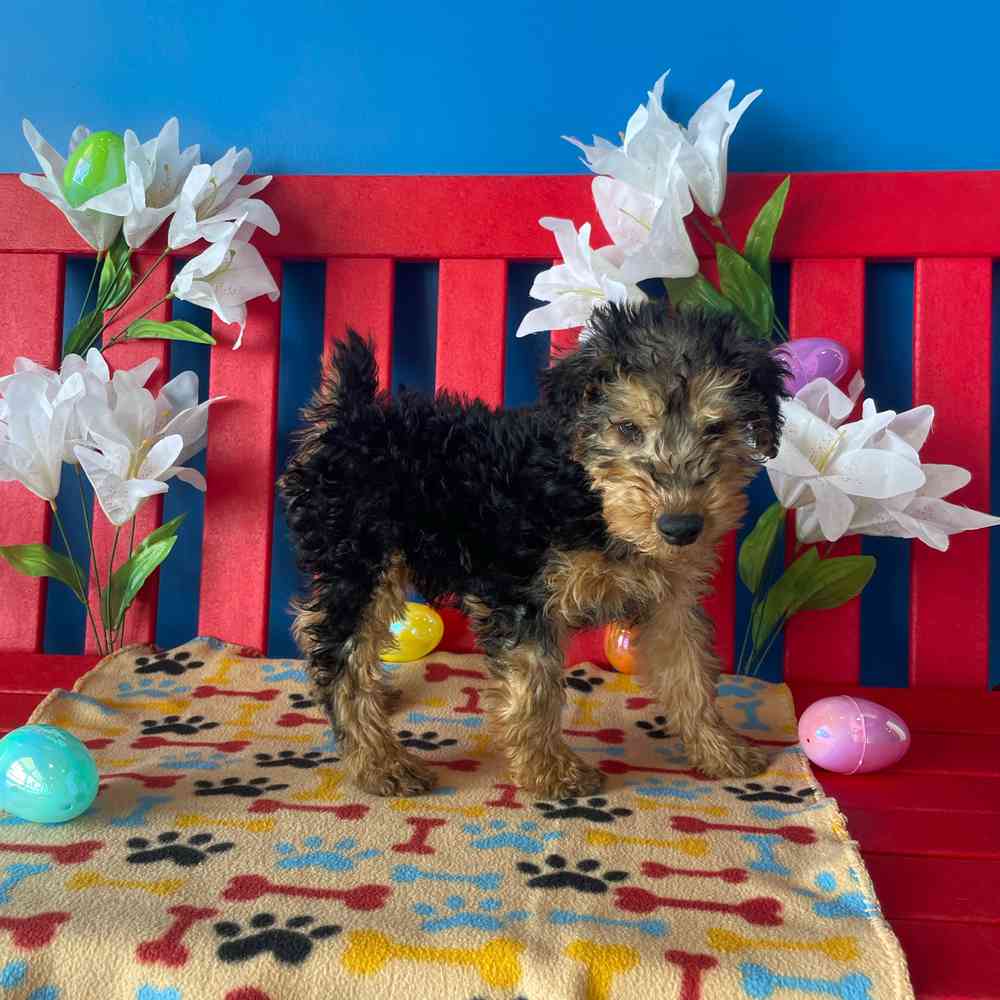 carousel pet images
