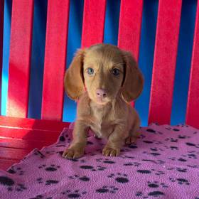 Dachshund