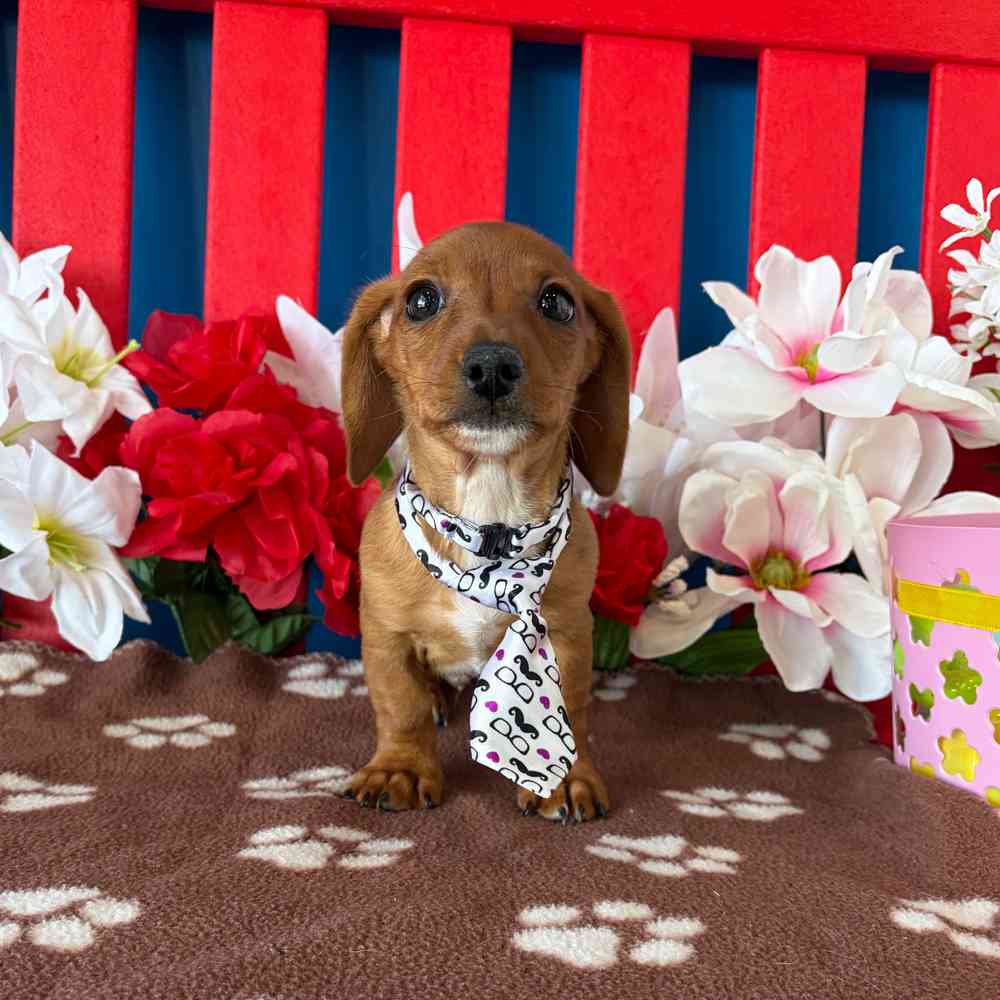 Image of a pet breed in the gallery