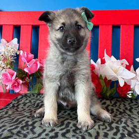 Norwegian Elkhound