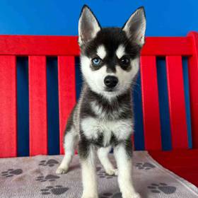 Alaskan Klee Kai