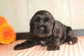 Cocker Spaniel