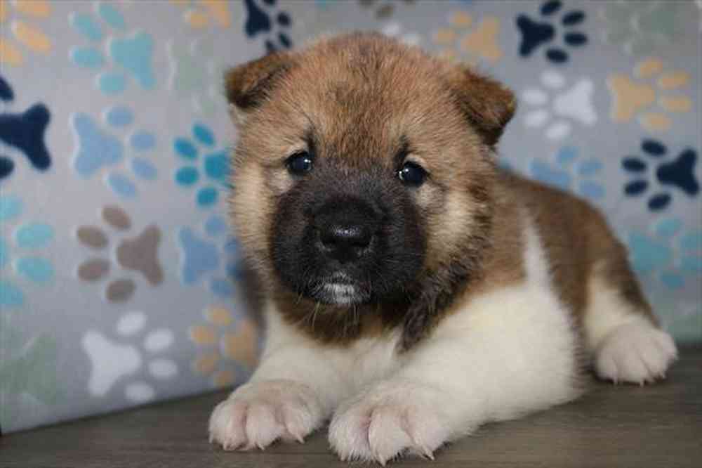 Image of a pet breed in the gallery