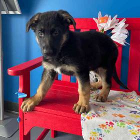 German Shepherd