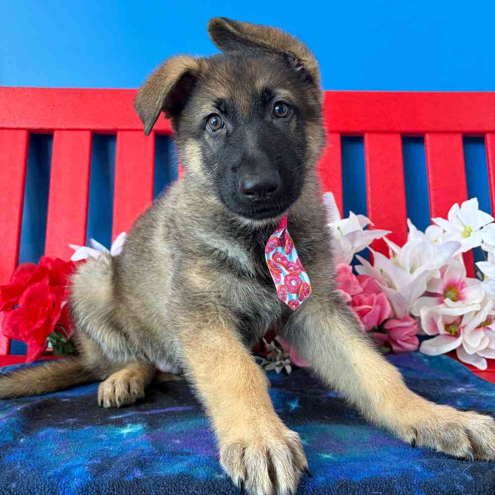 Image of a pet breed in the gallery