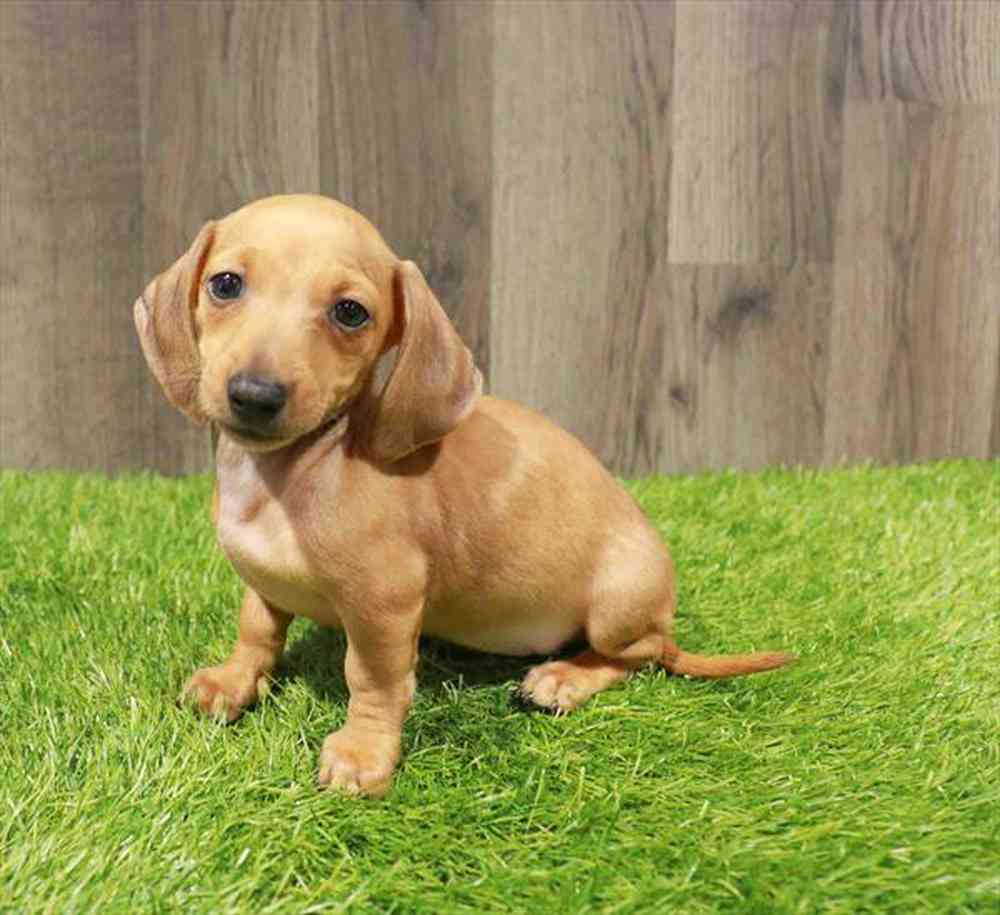 Image of a pet breed in the gallery